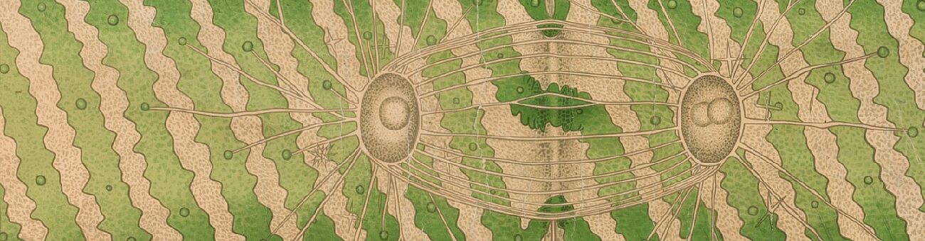 Spirogyra setiformis von L. Kny. Copyright: Alle Rechte vorbehalten. Projekt Botanische Wandtafeln. (Bearb. von https://phaidra.univie.ac.at/o:304584)
